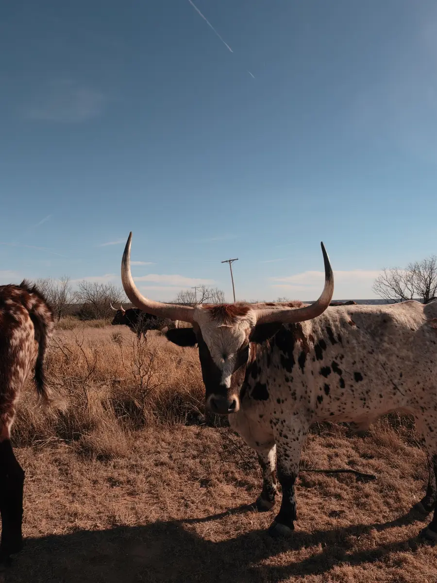 a longhorn steer