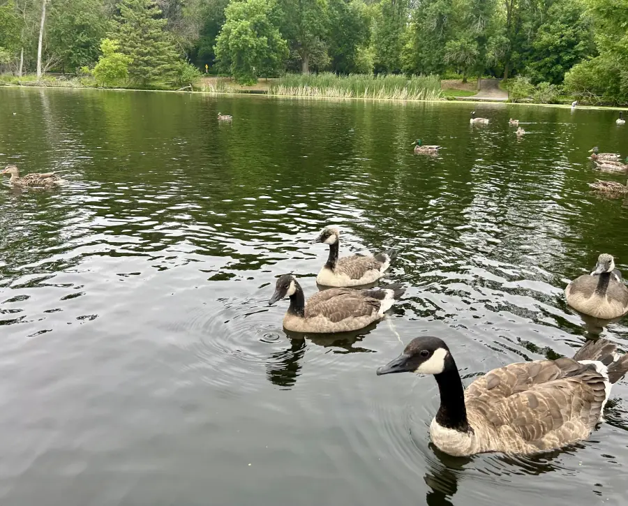 three canada geese swimming on a pond