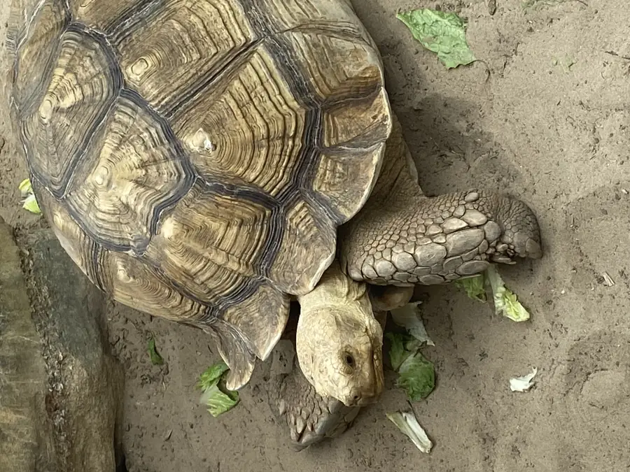 an old tortoise