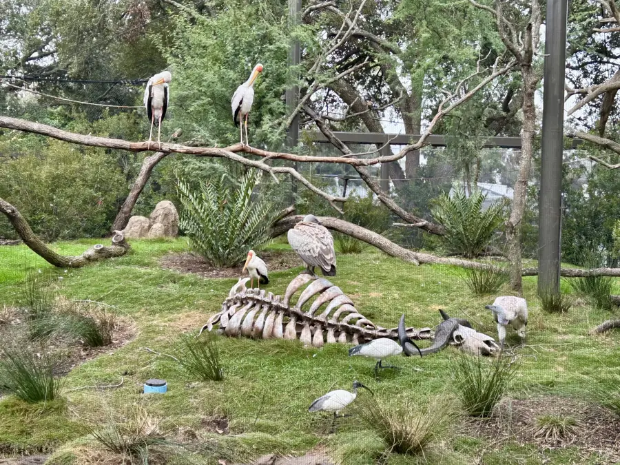 storks and other birds on the grass